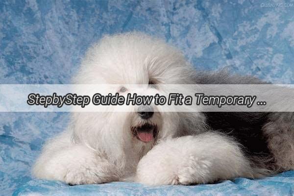 StepbyStep Guide How to Fit a Temporary Dog Muzzle Like a Pro